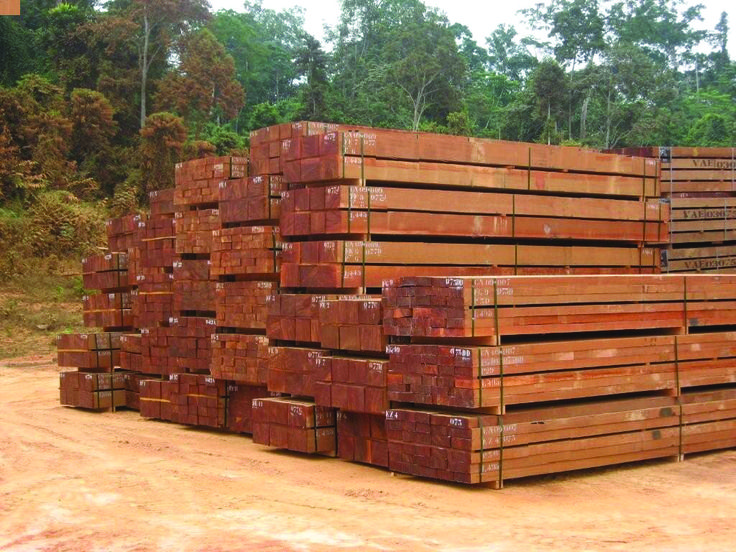 GỖ DẦU (DIPTEROCARP WOOD / MELALEUCA WOOD) - gallery 5